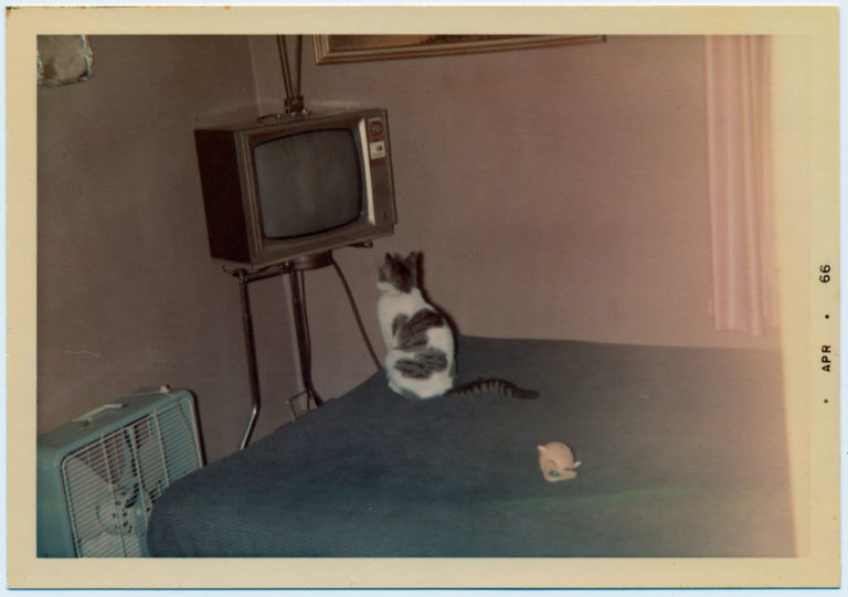 Cat Watching TV